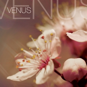 DEVOTION-VENUS
