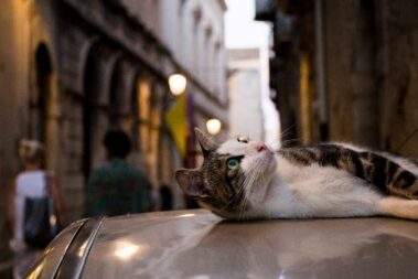 La Curiosità Uccise Il Gatto E Salvò Me. - Columns