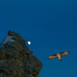 Hawkmoth - Godless Summit - metal
