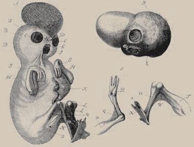 Il Pollo/non - Pollo, O Le Fallacie Di Cartesio (prima Parte) - Iyelab