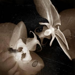Fallen - Glimpses - Altri Suoni
