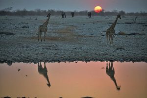Rock e Africa: storia e protagonisti di un incontro - Retrospettive