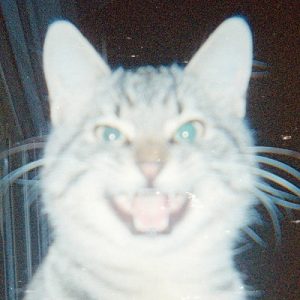 Local Suicide feat. Nicki Fehr - Leopard Gum - Altri Suoni