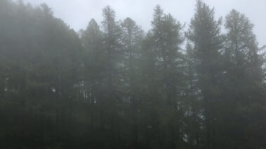 Davide Cedolin - Oh the pleasure with trees - Musica Pop