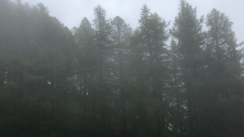 Davide Cedolin - Oh the pleasure with trees - Musica Pop